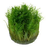 003G TC Taxiphyllum 'Spiky'